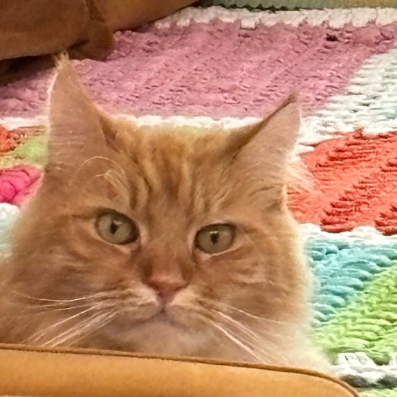 frankiejensen